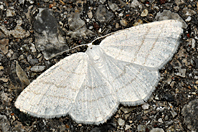 Cabera pusaria Cabera pusaria